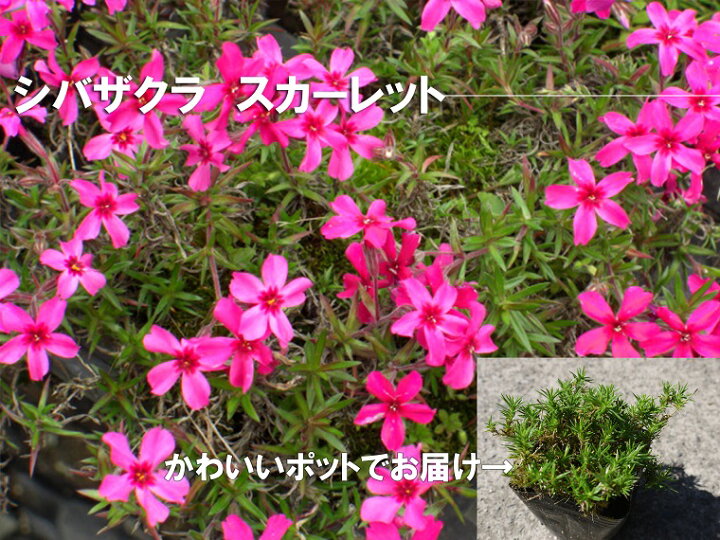 楽天市場 ふるさと納税 シバザクラ スカーレット個 花 苗 植物 家庭菜園 花壇 プランター ガーデニング Bs060 佐賀県みやき町 楽天市場 ふるさと納税 シバザクラ スカーレット個 花 苗 植物 家庭菜園 花壇 プランター ガーデニング Bs060 佐賀県みやき町