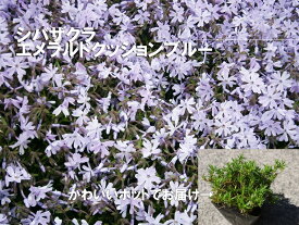 【ふるさと納税】シバザクラ　エメラルドクッションブルー20個 花 苗 植物 家庭菜園 花壇 プランター ガーデニング 芝桜（BS161）