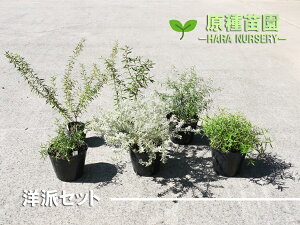 苗 花苗セットの人気商品 通販 価格比較 価格 Com