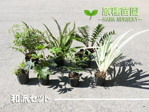 苗 花苗セットの人気商品 通販 価格比較 価格 Com