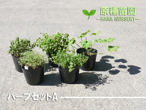苗 花苗セットの人気商品 通販 価格比較 価格 Com