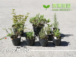 苗 ハーブ苗の人気商品 通販 価格比較 価格 Com