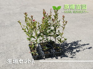 苗 花苗セットの人気商品 通販 価格比較 価格 Com