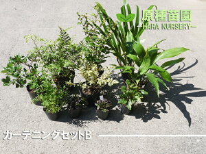 苗 花苗セットの人気商品 通販 価格比較 価格 Com