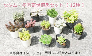苗 花苗セットの人気商品 通販 価格比較 価格 Com