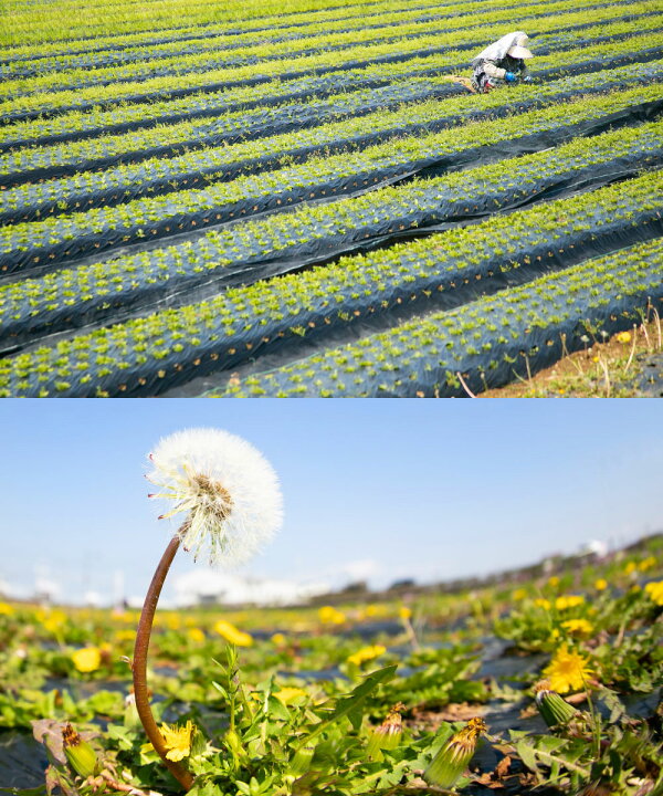 楽天市場 ふるさと納税 まるごとおいしい たんぽぽコーヒー 25g 粉末 ノンカフェイン 熊本県産たんぽぽ根100 使用 タンポポコーヒー コーヒー 珈琲 タンポポ 飲料 熊本県産 送料無料 熊本県八代市
