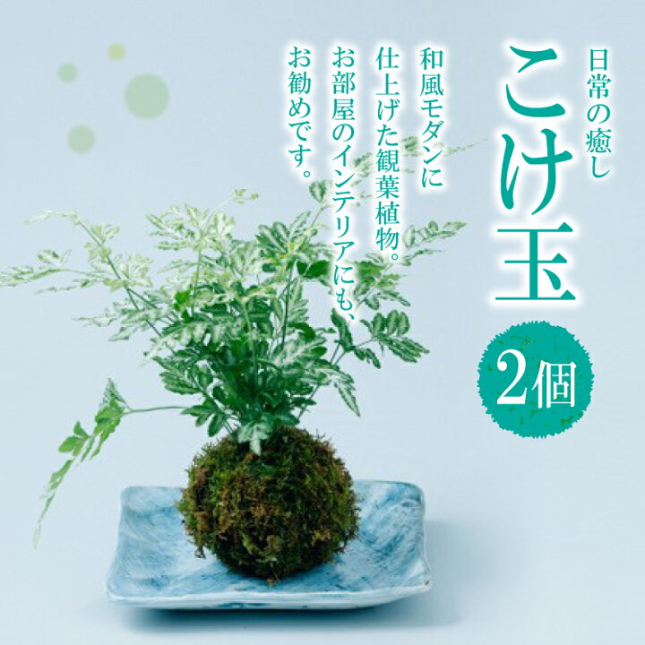 楽天市場 ふるさと納税 観葉植物 インテリア 植物 こけ 苔玉 こけ玉 2個 和室 おうち時間 リビング 室内 観賞用 玉名 熊本 送料無料 熊本県玉名市