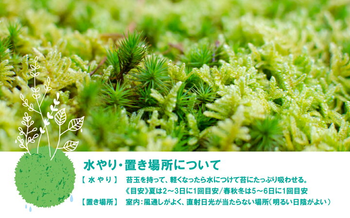 楽天市場 ふるさと納税 観葉植物 インテリア 植物 こけ 苔玉 こけ玉 2個 和室 おうち時間 リビング 室内 観賞用 玉名 熊本 送料無料 熊本県玉名市