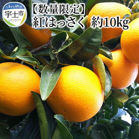 【ふるさと納税】進栄　完熟紅はっさく約10kg【熊本県宇土市】