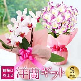 【ふるさと納税】洋蘭ギフトS 鉢花 （高さ30〜40cm） 森水木のラン屋さん プロが選んでお届け フラワーギフト お祝い 誕生日 鉢植え 花 贈り物 ギフト 蘭 ラン 九州 熊本県 送料無料