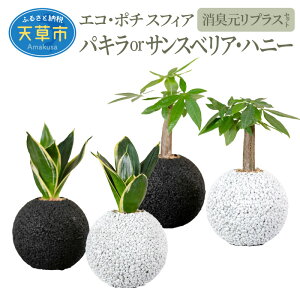 観葉植物 サンスベリア ハニーの人気商品 通販 価格比較 価格 Com 観葉植物 サンスベリア ハニーの人気商品 通販 価格比較 価格 Com