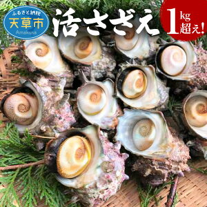 yӂ邳Ɣ[Łzywz VY  1kg 3lO TUG hg ڏĂ ǂĂ i | т V[t[h CY CN C̍K ①  F{ Vs یY 
