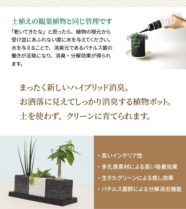 楽天市場 ふるさと納税 観葉植物 0mm 80mm 230mm パキラ サンスベリア ペペロミア 世界初 消臭グリーン 消臭 植物 竹炭 おしゃれ 癒し ギフト インテリア ハイブリッド消臭 分解 天然素材 土無し 熊本 天草 送料無料 熊本県天草市 楽天市場 ふるさと納税 観葉植物 0mm 80mm 230mm パキラ サンスベリア ペペロミア 世界初 消臭グリーン 消臭 植物 竹炭 おしゃれ 癒し ギフト インテリア ハイブリッド消臭 分解 天然素材 土無し 熊本 天草 送料無料 熊本県天草市