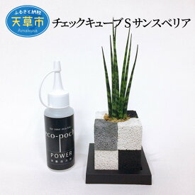 楽天市場 サンスベリア ファーンウッドの通販