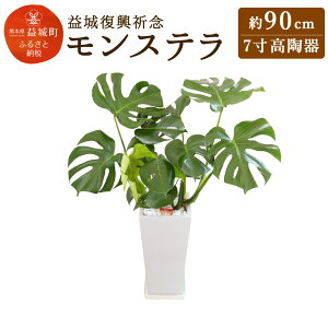 観葉植物 ハートの人気商品 通販 価格比較 価格 Com