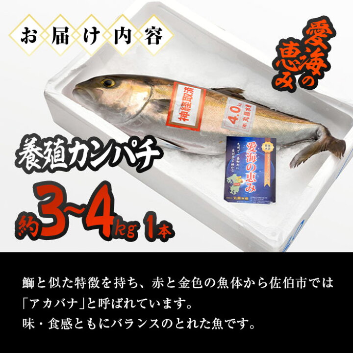 楽天市場 ふるさと納税 愛海の恵み 大分豊後水道産 養殖カンパチ 約3 4kg 1本 大分県佐伯市