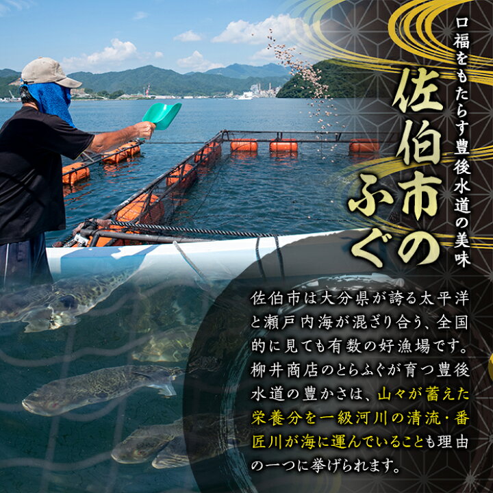 楽天市場】【ふるさと納税】＜業務用＞豊後とらふぐ 1匹 青箱入 (約 