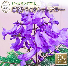 楽天市場 ジャカランダ 苗の通販 楽天市場 ジャカランダ 苗の通販