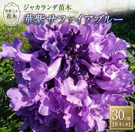 楽天市場 ジャカランダ 苗の通販