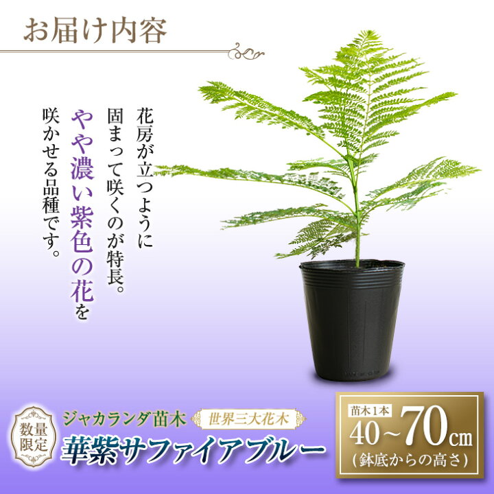 楽天市場 ふるさと納税 世界三大花木 ジャカランダ苗木 華紫サファイアブルー 40 70cm 花 植物 観葉植物 宮崎県日南市