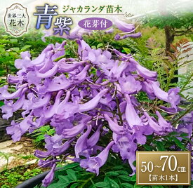 楽天市場 ジャカランダ 苗の通販