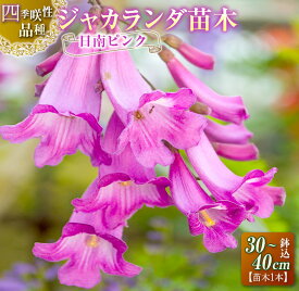 楽天市場 四季咲 花木の通販
