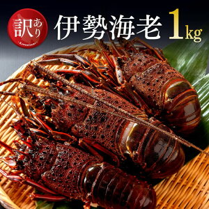 yӂ邳Ɣ[Łzr[Ly[ y󂠂zⓀɐCV1kgi2`7j -  ɐCV CZGr 󂠂 {茧 Y   j  L CN  X`