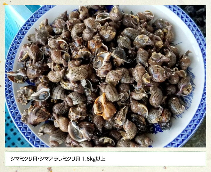 楽天市場 ふるさと納税 よだれミナ シマミクリ貝 シマアラレミクリ貝 九州 宮崎県 川南町 おうち時間 おうちごはん お取り寄せ 送料無料 川南町 H1802 宮崎県川南町