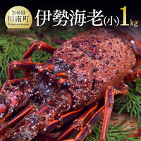 日向灘獲れ伊勢海老1kg