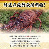 日向灘獲れ伊勢海老1kg