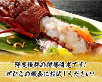 日向灘獲れ伊勢海老1kg