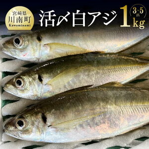 鯵 魚の人気商品 通販 価格比較 価格 Com 鯵 魚の人気商品 通販 価格比較 価格 Com