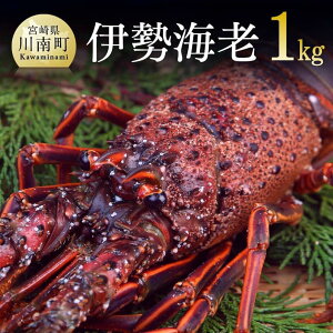yӂ邳Ɣ[Łz SҌII ɐCV1.0kgi2`5j - CZGr ɐ  X` hg {C Ă {茧 쒬  C04402