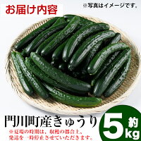 【ふるさと納税】宮崎県産きゅうり(5kg×1箱)サラダや漬物、酢の物に!【NS-1】【中澤農園】