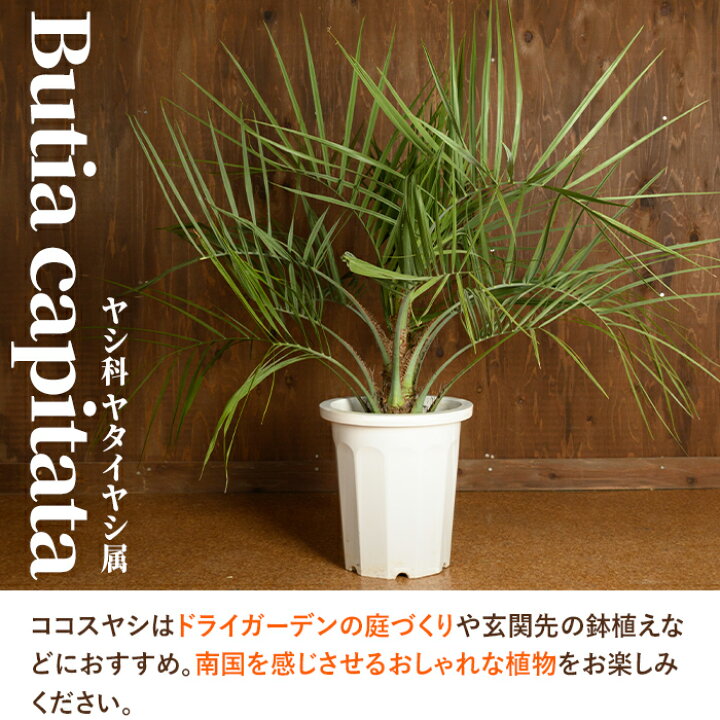 楽天市場】【ふるさと納税】＜毎月数量限定＞ココスヤシ(鉢底より高さ 