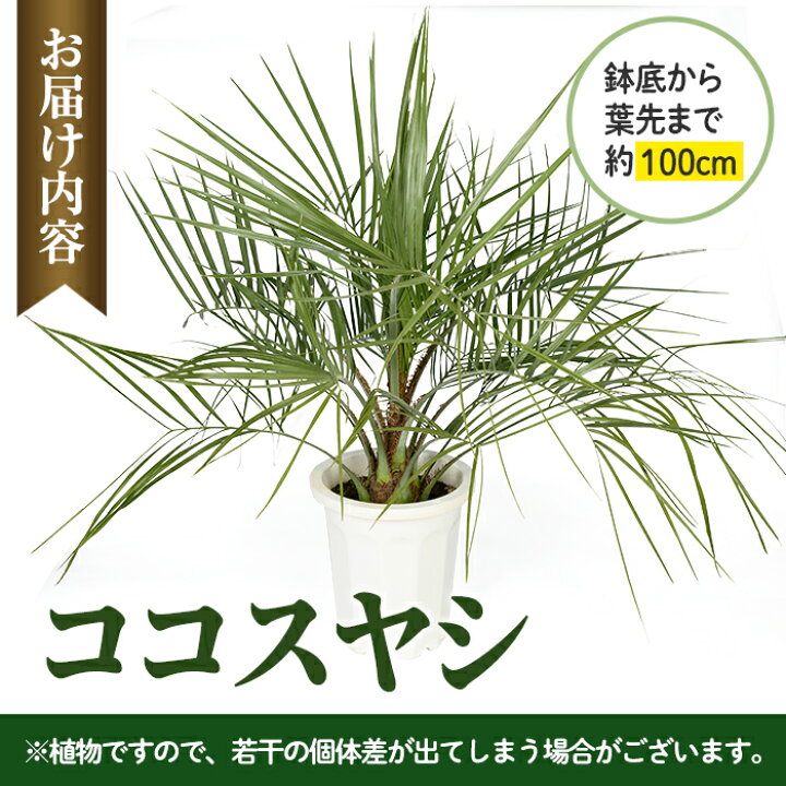 楽天市場】【ふるさと納税】＜毎月数量限定＞ココスヤシ(鉢底より高さ 