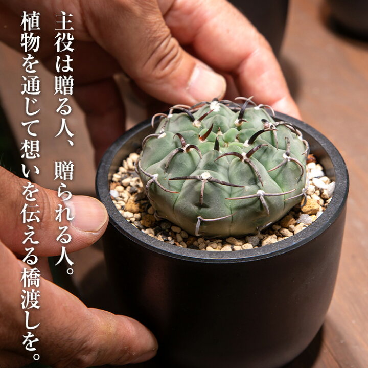 楽天市場】【ふるさと納税】エアープランツフレームタイプ(茶色) エア 
