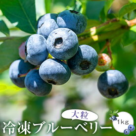 【ふるさと納税】 【数量限定】冷凍ブルーベリー 1kg（500g×2）【B-18】 ブルーベリー 冷凍ブルーベリー　フルーツ　近藤農園　薩摩川内市　送料無料　鹿児島県