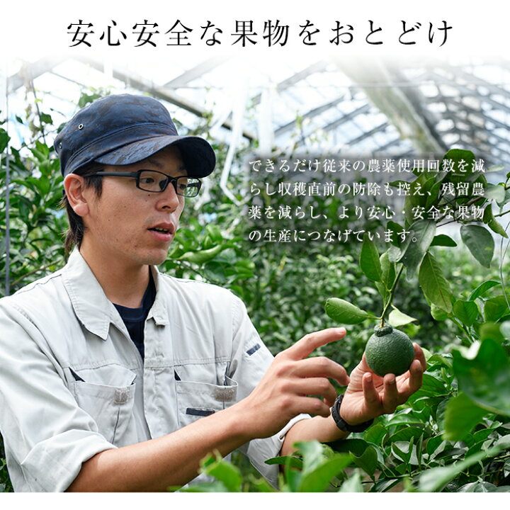 楽天市場 ふるさと納税 国産 鹿児島県産 みかん 3kg デコポンと同じ品種のみかん 薩摩不知火 生果 果実 ミカン しらぬい 柑橘 黒川農園 鹿児島県日置市