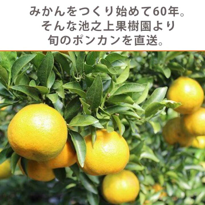 楽天市場】【ふるさと納税】《容量選べる！》池之上果樹園の旬の 