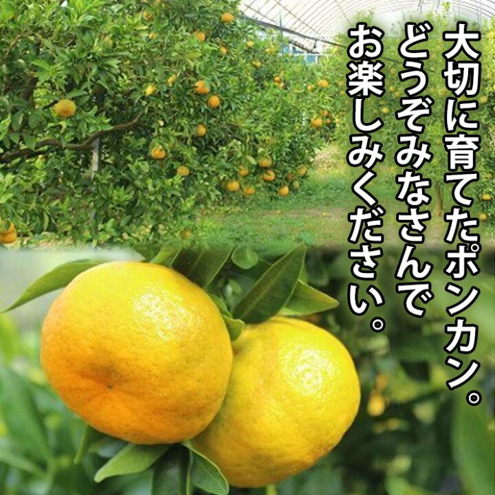 楽天市場】【ふるさと納税】《容量選べる！》池之上果樹園の旬の 