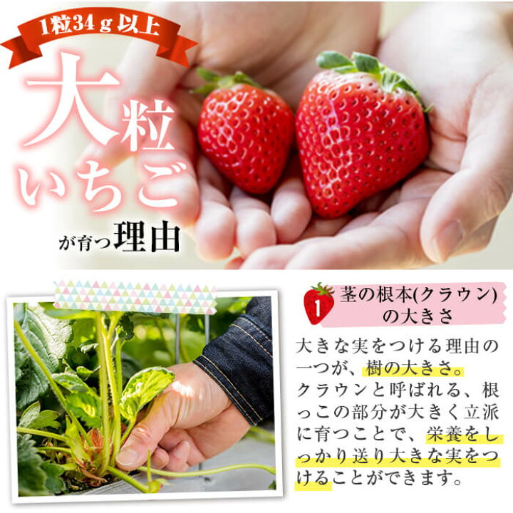 1500円 ハイクオリティ ふるさと納税 まんのう町 訳ありさぬきひめいちご 約