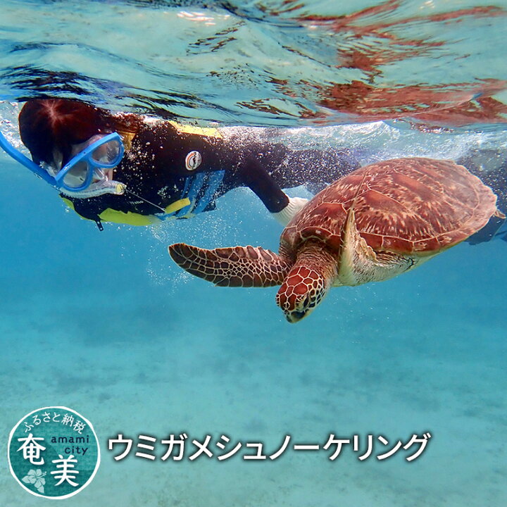 楽天市場 ふるさと納税 ウミガメシュノーケリング 鹿児島県奄美市 楽天市場 ふるさと納税 ウミガメシュノーケリング 鹿児島県奄美市