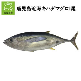 【ふるさと納税】キハダマグロ 丸ごと 1尾 約 2kg ～ 2.5kg 約40cm マグロ 冷蔵 赤身 まぐろ丼 手巻き寿司 塩焼き 唐揚げ 刺身 おつまみ 魚介 海の幸 海鮮 新鮮 生鮮 魚 鹿児島近海 そのだストアー お取り寄せ お取り寄せグルメ 鹿児島県 南九州市 送料無料