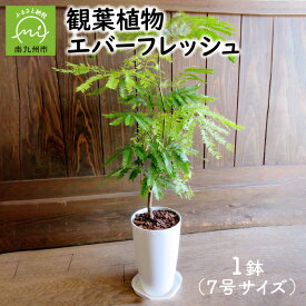 【ふるさと納税】観葉植物 エバーフレッシュ 7号 サイズ 1鉢 鉢植え お部屋を彩る 植物 明るい グリーン 華奢 鉢付 マメ科 アカサヤネムノキ インテリア 室内 オフィス おしゃれ プレゼント用 ギフト用 開店祝い 移転祝い 贈り物 鹿児島県 南九州市 送料無料