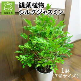 楽天市場 ふるさと納税 観葉植物 シルクジャスミン1鉢 鹿児島県南九州市