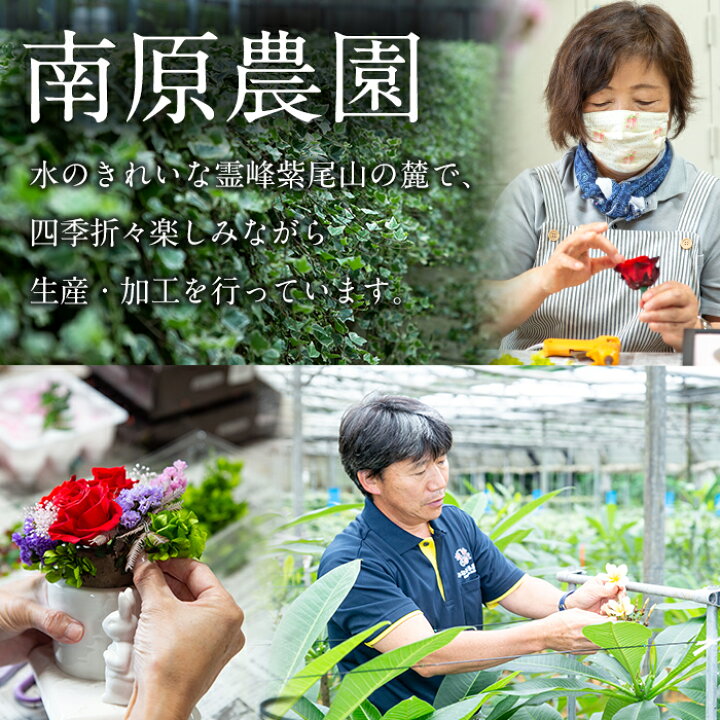 楽天市場 ふるさと納税 毎月数量限定 プリザーブドフラワー ひまわり 鹿児島県さつま町で大切に育てられた花を使用 記念日などのプレゼントインテリアにも 南原農園 鹿児島県さつま町
