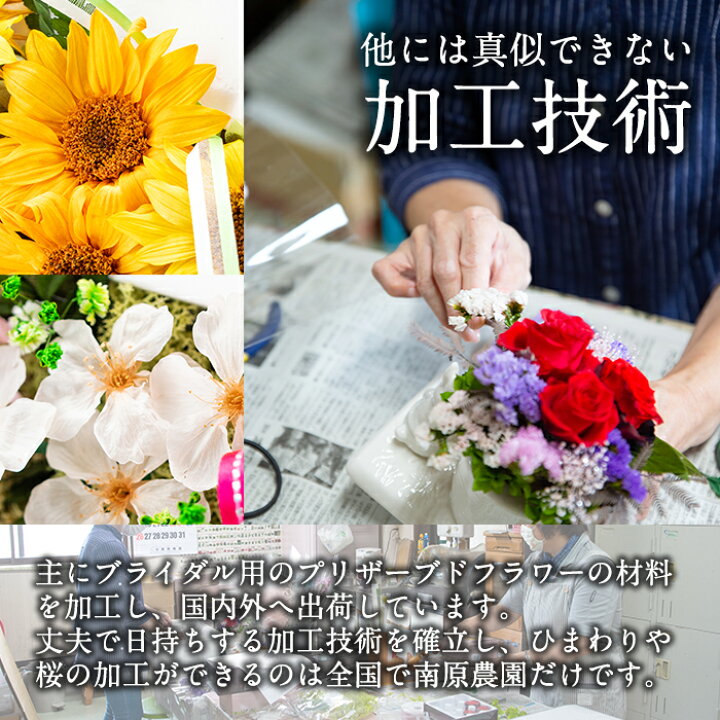 楽天市場 ふるさと納税 毎月数量限定 プリザーブドフラワー 胡蝶蘭 鹿児島県さつま町で大切に育てられた花を使用 記念日などのプレゼントインテリアにも 南原農園 鹿児島県さつま町