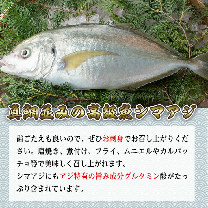 楽天市場 ふるさと納税 シマアジ1匹 約1 0 1 3kg 鹿児島県長島町