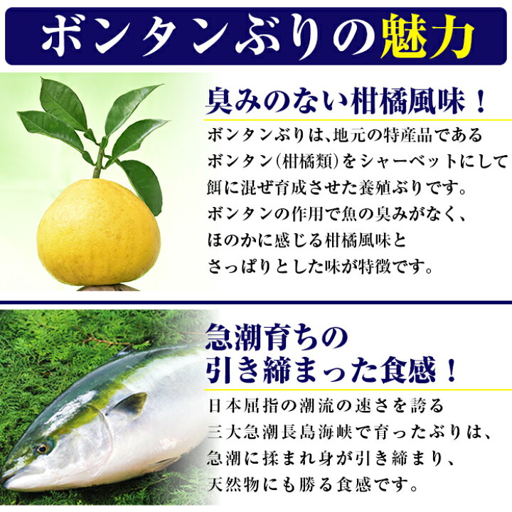 楽天市場 ふるさと納税 ボンタンぶり まるごと一本 内臓処理済 鹿児島県長島町